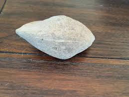 What kind of petrified nut or seed is this?