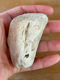 Foot Rock - Minnesota : r/fossilid
