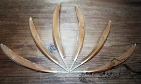 Golden Sebright Primary Wing Feathers Qty 6 Size 6-6.5 ...