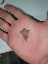 Now this small arrowhead actually went on an arrow I'm assuming : r/Arrowheads