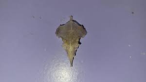 Bristlenose Pleco Skull : r/Fish