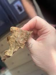 What is this one. Found in a woodland in Surrey UK collecting leaf litter for my animals. : r/spiders