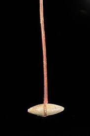 South Dakota War Club, Historic. With Original Handle