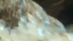 What is this thing that nibbles on my snail? : r/aquarium