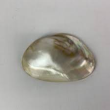 Elite Fresno California Large Sea Shell Belt Buckle Clip ...