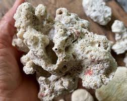 16 White Coral Pieces: Natural Beach Ocean Finds, 2-5 Inch ...