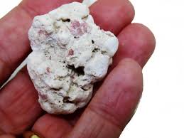 Corals From Different Seas of the World - Etsy