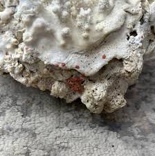 Vintage White Finger Coral - 12"x7"x5" | Loving Coastal Living