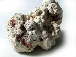 Natural red coral, bleached by the sands of the Caribbean ...