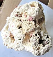 NATURAL FOSSILIZED OCEAN BRAIN CORAL 4 1/2" X 4 1/2" X 3 ...