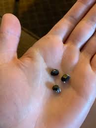 Found these on Garnet Hill, Nevada. New to rock hunting ...