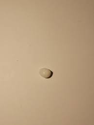 Hand Picked Jamaican Sea Shell - Polinices Lacteus 'Milk ...