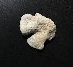 Natural Fossil New Coral Collection Antique Tabulate Coral ...