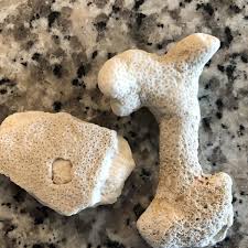 Bulk Coral Fossils, Surf Tumbled, Natural Coral, White Coral ...