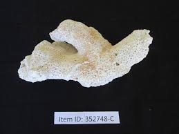 Vintage Star Coral From Indonesia of the Favidae Family - Etsy