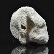 Natural Coral From 1000 Island Region North of Jakarta ...