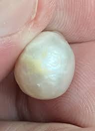 Magnificent Natural Pearl 10.10ct SSEF Certificate | eBay