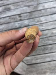 Found thees in a glacial moraine in Northeast Atlantic coast ...