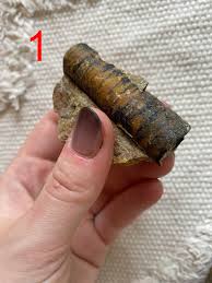 Local museum was giving away fossils without ID, can you ...