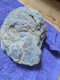 Bajocian Nautilus (Cenoceras or Pseudocenoceras) found last ...