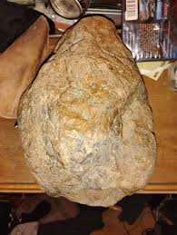 Identity - Fossil ID - The Fossil Forum