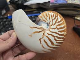 Half SLICED CHAMBERED NAUTILUS Shell 5" - Etsy