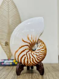 6-7.8" (15-19cm) Natural Chambered Nautilus Conch Shell ...