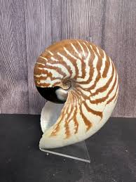 New Caledonia Nautilus Shell - Nautilus macromphalus - RARE ...