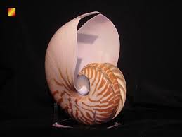 Beautiful Triple Cut Nautilus Shell 6-7" Extra Large