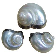 Chamber Nautilis Sea Shell Brooch and Clip on Earrings in ...