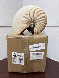Pepperlonley Large Zebra Stripped Seashell Very Nice | eBay