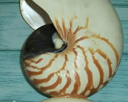 ANTIQUE, Vintage, Art Deco Mother of Pearl Chambered NAUTILUS Shell, Seashell Table, Boudoir LAMP - Etsy