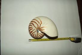 Giant Nautilus Shell | eBay