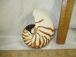 Nautilus Shells | eBay