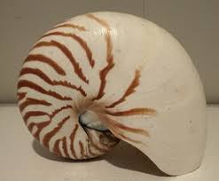 Chambered Nautilus Shell | eBay