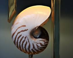 Brass Nautilus Shell Table Lamp, 1970s - Unique Nautilus Shell Table Lamp - Sculptural Table Lamp - Mid Century Modern Table Lamp - Etsy Singapore