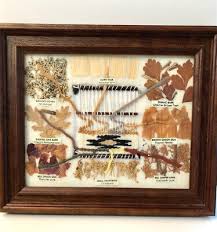 NAVAJO PLANT YARN DYE CHART 8 PLANTS LOOM RUG WEAVING NATIVE AMERICAN ART VTG | eBay