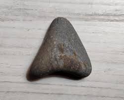 Fossil or ? : r/fossils