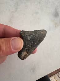 What is this_Found on Beach in New Jersey : r/whatisthisbone