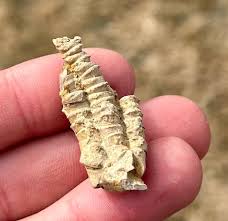Alabama Fossil Crinoid Bangor Limestone Formation Mississippian Age | eBay