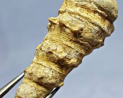 World Rare Unusual Shape Sea Shell Fossil for Collectors! Best for Pendant and Necklace - Etsy