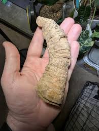 Is this a fossil or just weirdly patterned? : r/whatsthisrock