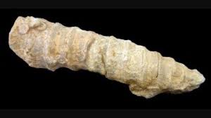 Nerinea | ITZIAR VAZQUEZ BUSTOS | Flickr