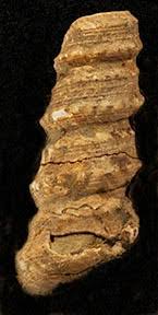 PALEO & GEO TOPICS: Comments by R. L. Squires: Visual summary of the eight Turritella species