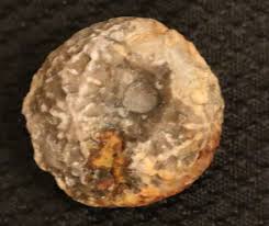 Crinoid Calyx | MI Rock Stop Gifts & More, LLC