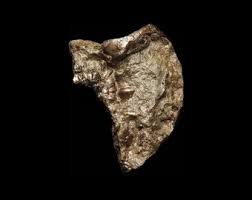 Pyritised Fossil Ammonite Arc With Red Clay Tint | Jurassic ...