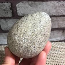 Top! Natural polished dinosaur bone specimen Madagascar 293g d3 | eBay