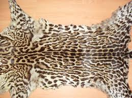 Genuine Antique Ocelot Skin/Pelt leopard Taxidermy | #167571850