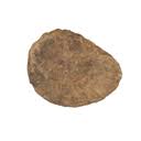 UMUT CM22616: Monia macrochisma (Deshayes) - UMUT Paleontology Collections - University Museum, University of Tokyo, Japan