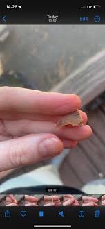 Item found in food : r/whatisit